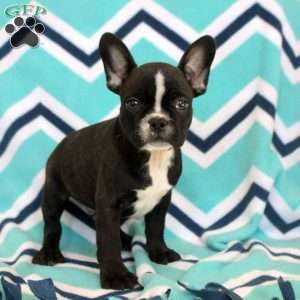 Silas, Frenchton Puppy