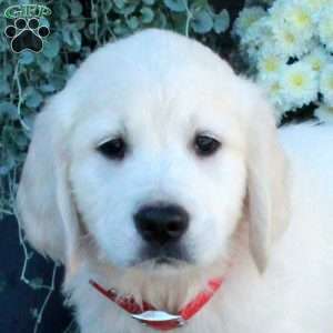 Silas, English Cream Golden Retriever Puppy