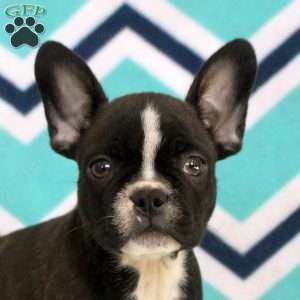 Silas, Frenchton Puppy