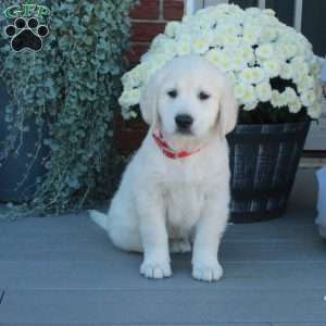 Silas, English Cream Golden Retriever Puppy