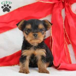 Silas-Teacup, Yorkie Puppy