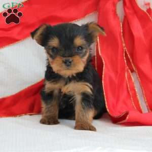 Silas-Teacup, Yorkie Puppy