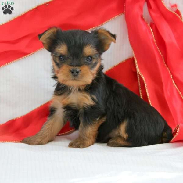 Silas-Teacup, Yorkie Puppy