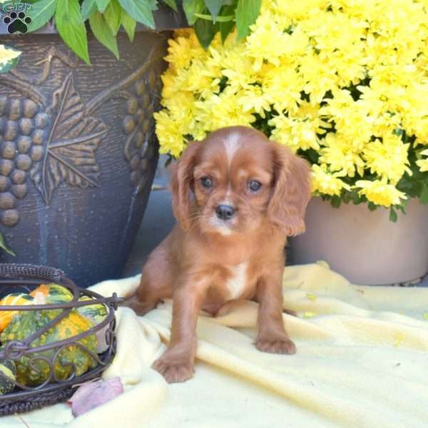 Simba, Cavalier King Charles Spaniel Puppy