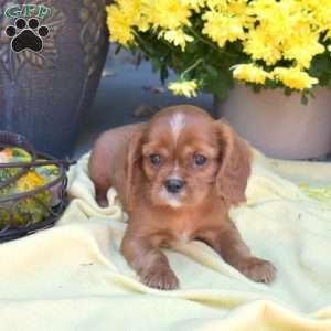 Simba, Cavalier King Charles Spaniel Puppy