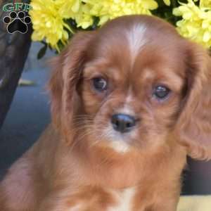 Simba, Cavalier King Charles Spaniel Puppy