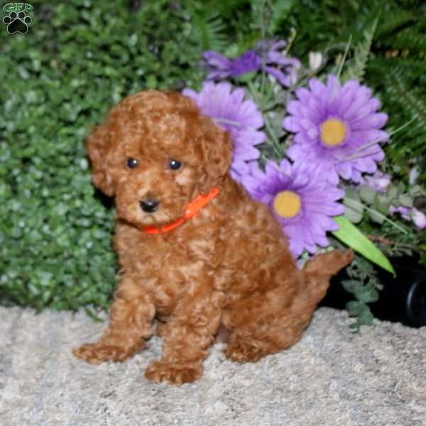 Simba, Miniature Poodle Puppy