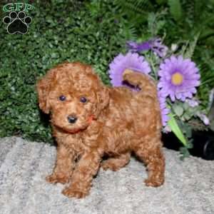 Simba, Miniature Poodle Puppy