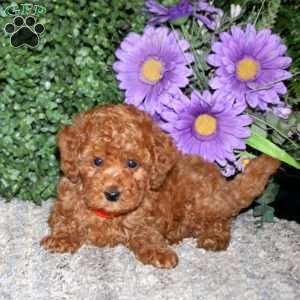 Simba, Miniature Poodle Puppy