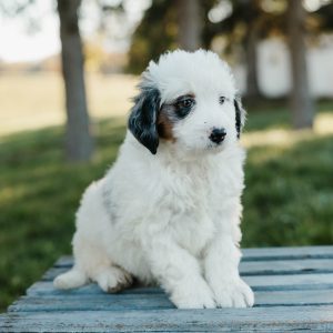 Simba, Mini Bernedoodle Puppy
