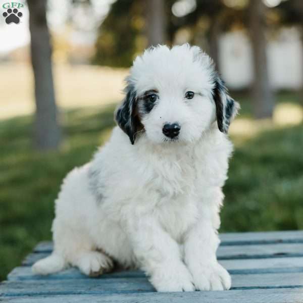 Simba, Mini Bernedoodle Puppy