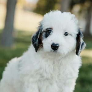 Simba, Mini Bernedoodle Puppy