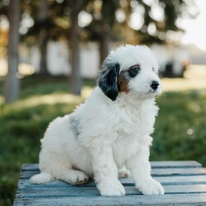 Simba, Mini Bernedoodle Puppy
