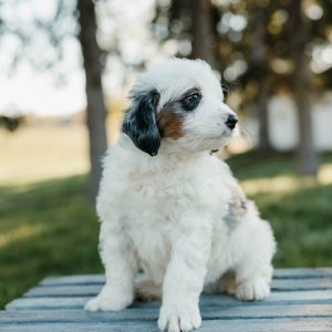 Simba, Mini Bernedoodle Puppy