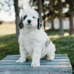 Simba, Mini Bernedoodle Puppy