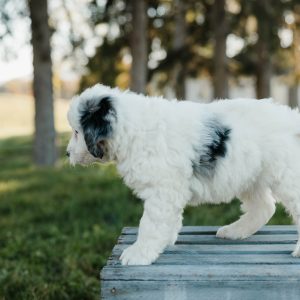 Simba, Mini Bernedoodle Puppy