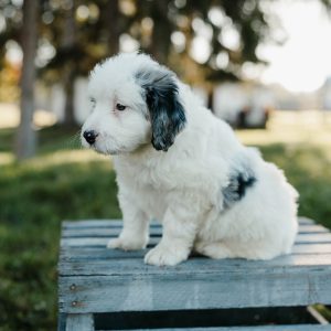 Simba, Mini Bernedoodle Puppy
