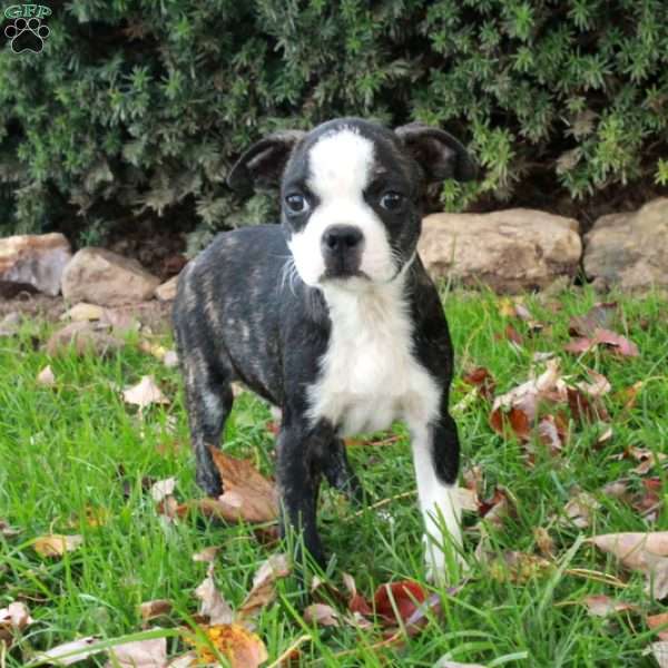 Simon, Boston Terrier Puppy