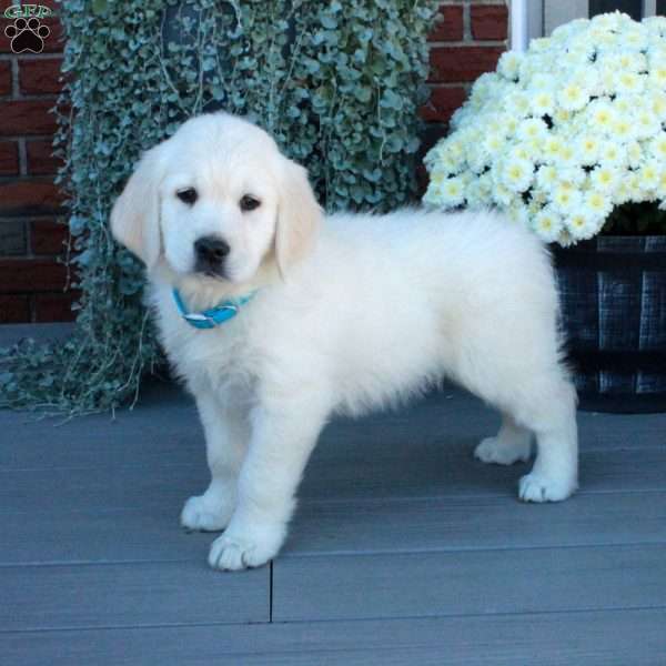 Simon, English Cream Golden Retriever Puppy
