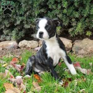 Simon, Boston Terrier Puppy