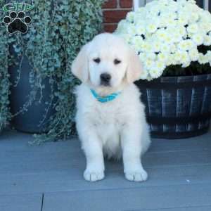 Simon, English Cream Golden Retriever Puppy