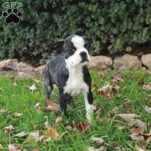 Simon, Boston Terrier Puppy