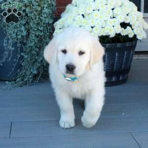 Simon, English Cream Golden Retriever Puppy