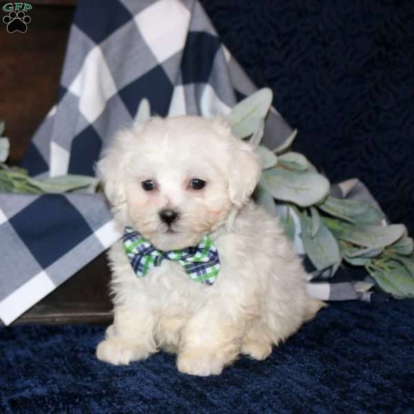 Simon, Maltese Mix Puppy