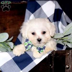 Simon, Maltese Mix Puppy