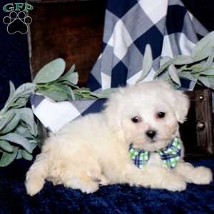 Simon, Maltese Mix Puppy