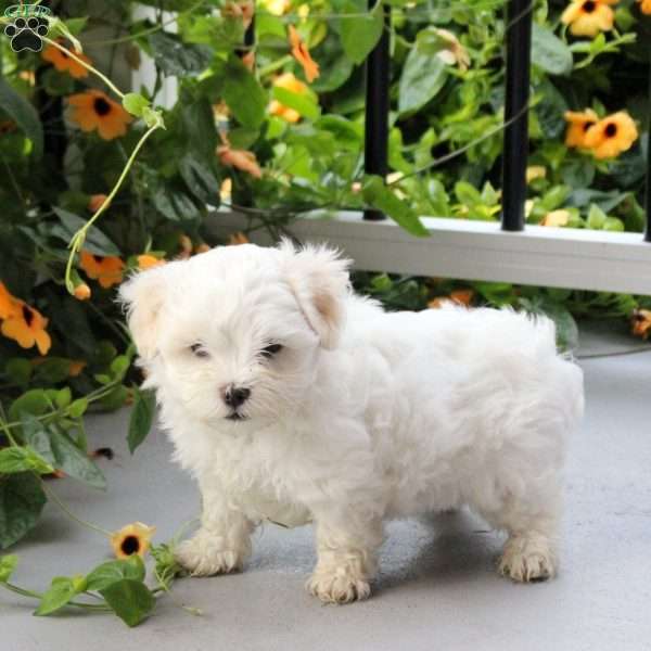 Skipper, Maltese Mix Puppy
