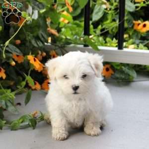 Skipper, Maltese Mix Puppy