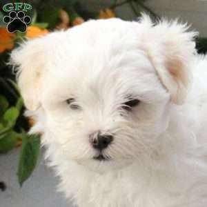 Skipper, Maltese Mix Puppy