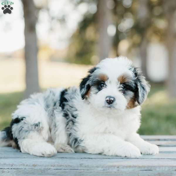 Skipper, Mini Bernedoodle Puppy