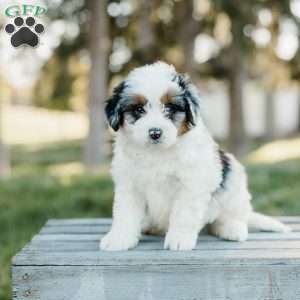 Skipper, Mini Bernedoodle Puppy