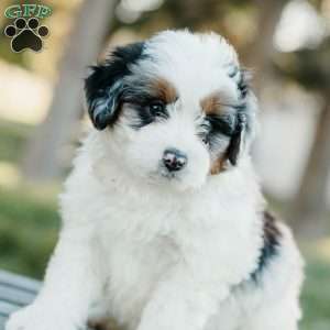 Skipper, Mini Bernedoodle Puppy