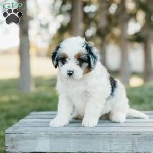 Skipper, Mini Bernedoodle Puppy