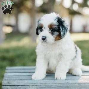 Skipper, Mini Bernedoodle Puppy