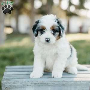 Skipper, Mini Bernedoodle Puppy