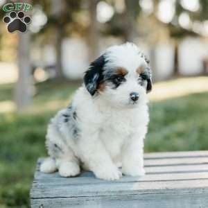 Skipper, Mini Bernedoodle Puppy