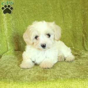 Skippy, Havapoo Puppy