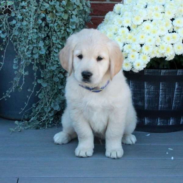 Skippy, English Cream Golden Retriever Puppy