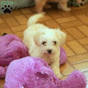Skippy, Havapoo Puppy