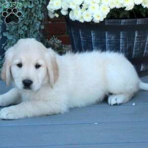 Skippy, English Cream Golden Retriever Puppy