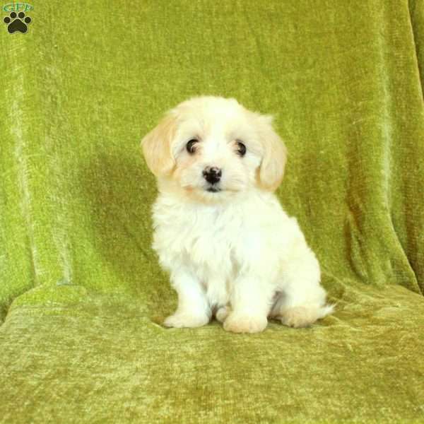 Skippy, Havapoo Puppy