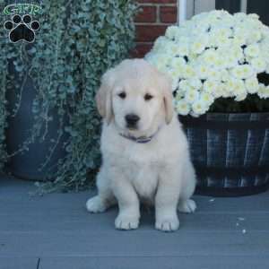 Skippy, English Cream Golden Retriever Puppy