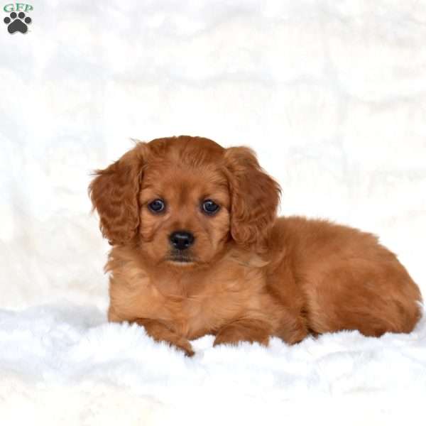 Sky, Cavapoo Puppy