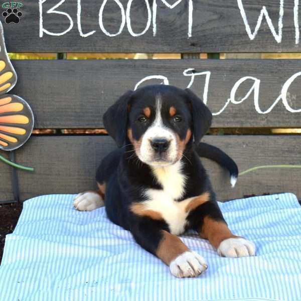 Sky, Greater Swiss Mountain Dog Puppy