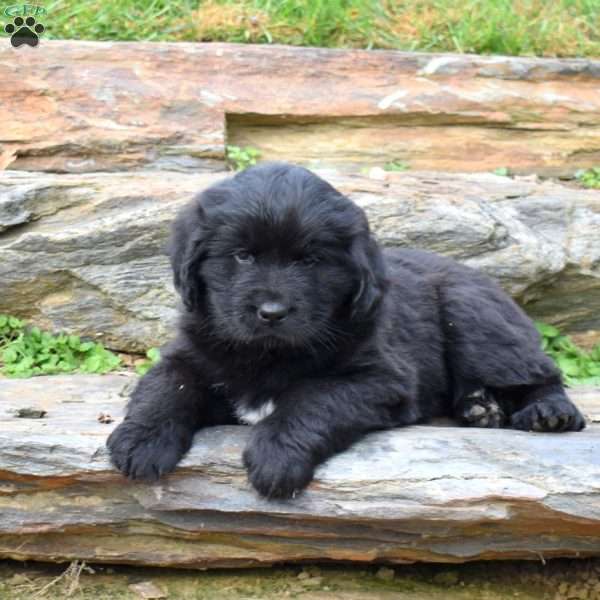 Sky, Newfoundland Puppy