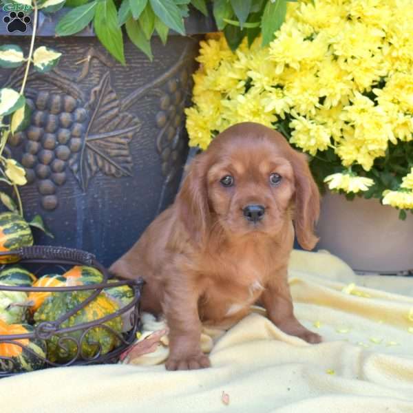 Sky, Cavalier King Charles Spaniel Puppy